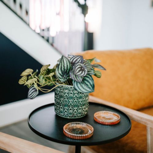 Sink into plush seating, sip something warm, and savor the vibes—this stylish nook with vintage flair and lush greenery is the definition of cozy-chic comfort.